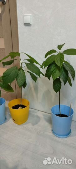 Авокадо дерево