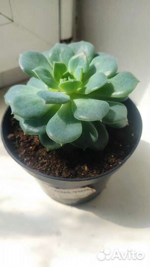 Кактусы и суккуленты