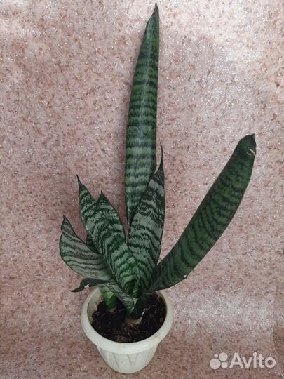 Сансевиерия