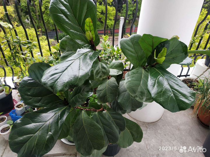 Фикус лировидный (лирата)