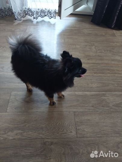 Малый немецкий шпиц