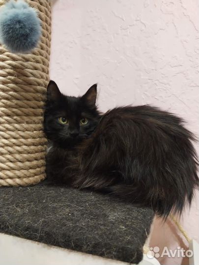 Отдадим в добрые руки очаровательного котенка