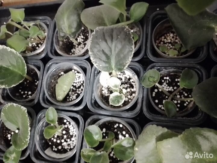 Укорененные черенки фиалки