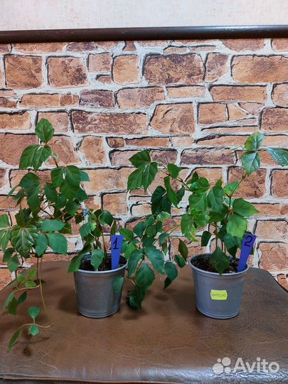 Комнатные растения цветы