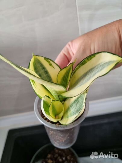 Сансевьерии сортовые