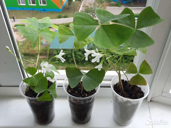 Комнатные цветы оксалис