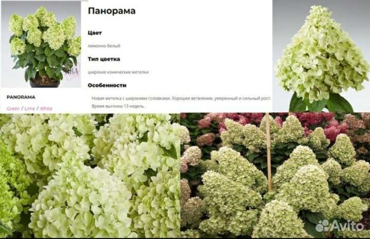 Гортензия новинки серии PAN