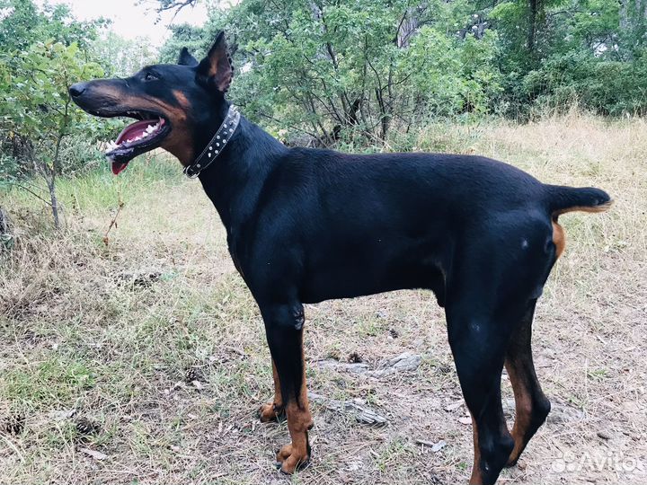 Доберман вязка