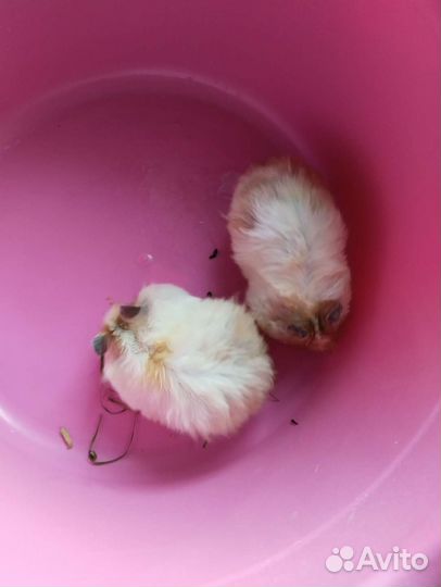 Сирийский хомяк мальчик