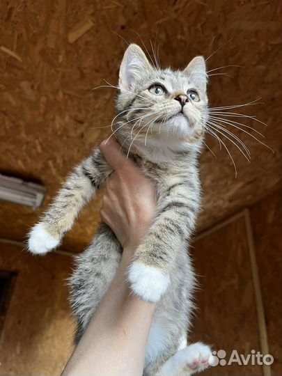 Котёнок Шустрик, в поиске дома