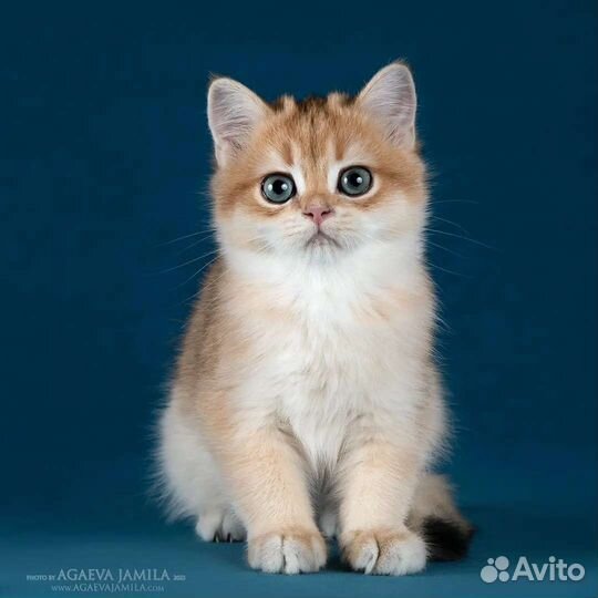 Мальчик золотая британская шиншилла