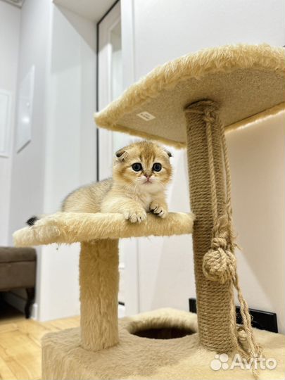 Шотландская золотая шиншилла