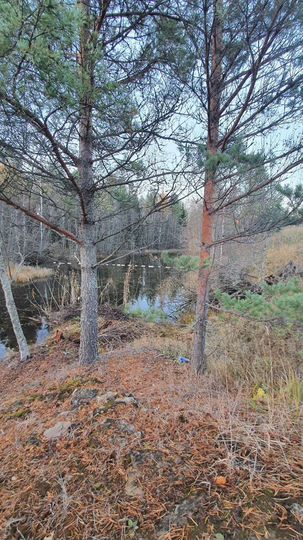 Участок 40 сот. (СНТ, ДНП)