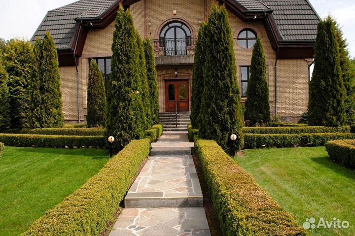 Туи западные