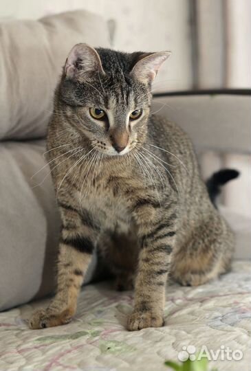 Котята в добрые руки Вжик