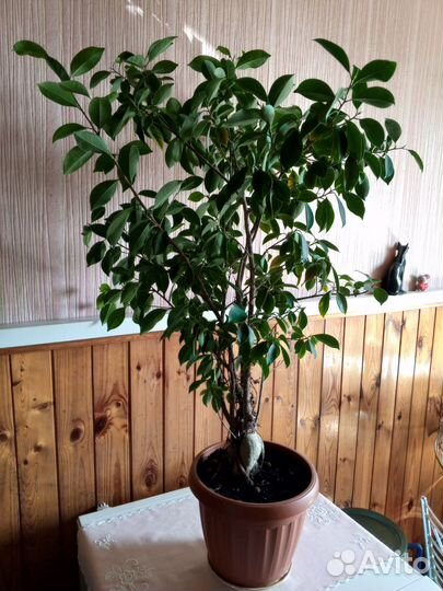 Фикус бенджамина большой