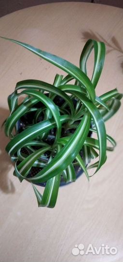 Хлорофитум кудрявый