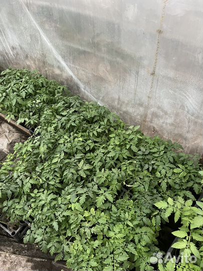 Рассада помидор