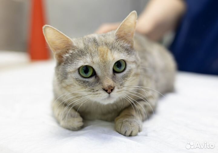 Добрая кошечка в добрые руки