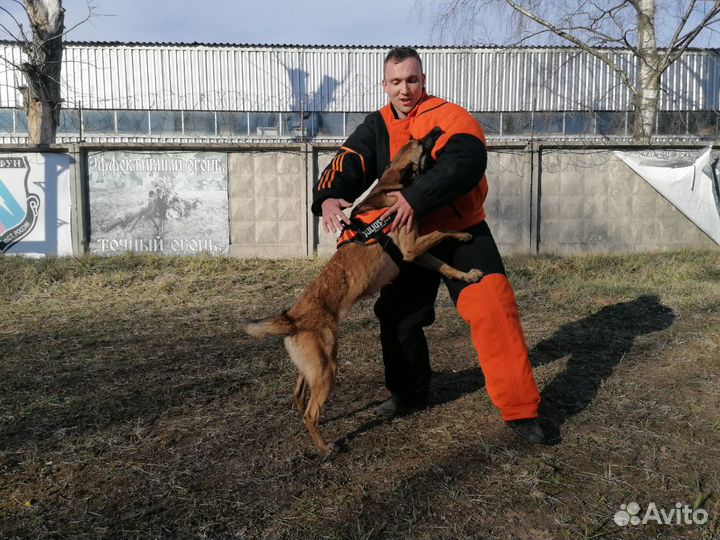 Дрессировка собак