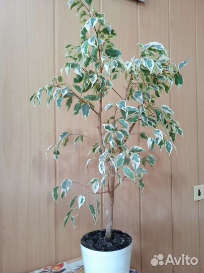 Фикус Бенжамина Кинки