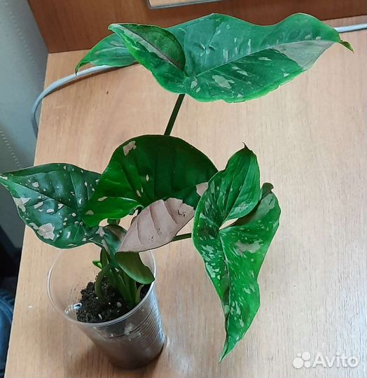 Сингониумы сортовые