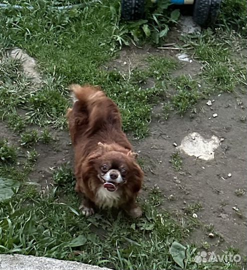 Чихуахуа из питомника