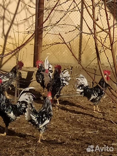 Инкубационные яйца и петухи