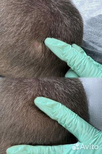 Татуаж Залысина Трихопигментация (камуфляж/тату )