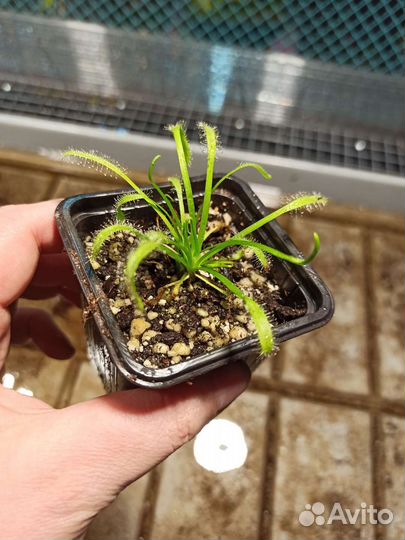 Росянка капская