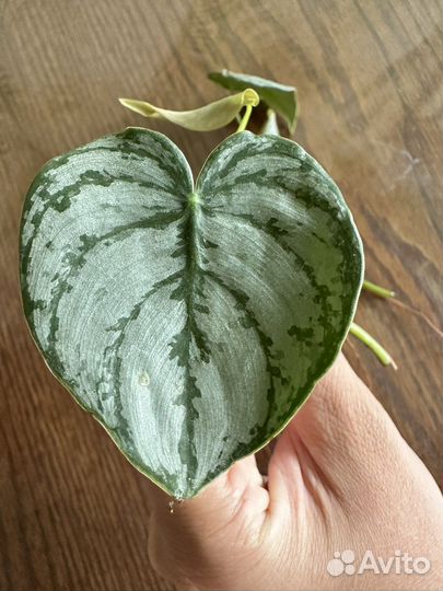 Филодендрон т31, Брандтианум, юкка