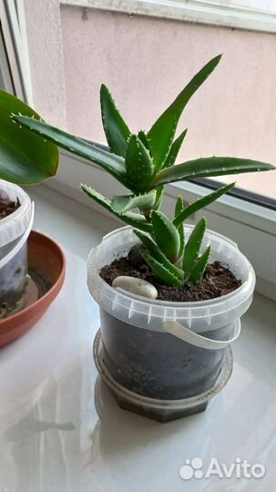 Кактусы, алоэ