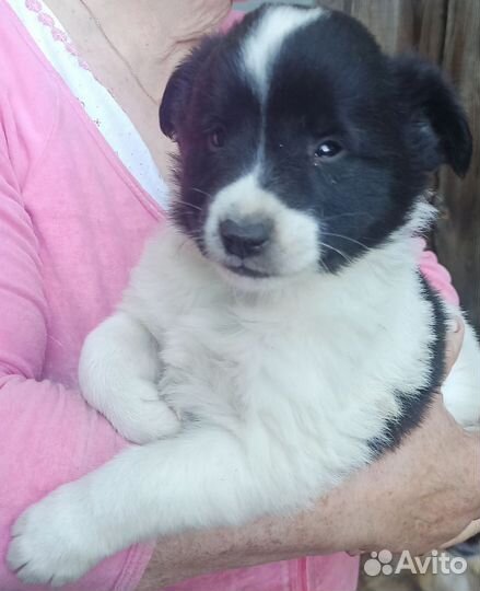 Брутальные мальчишки и лапочка девочка