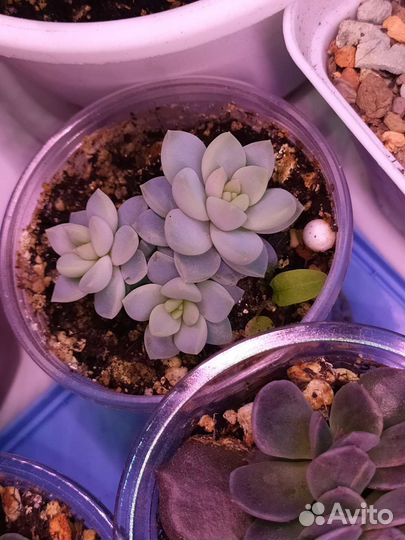 Суккуленты разные