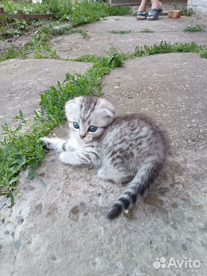 Отдам вислоухих котят в добрые руки