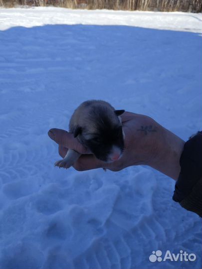 Западно сибирская лайка