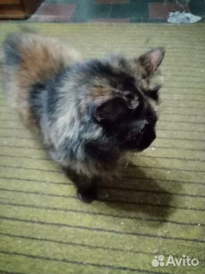 Отдам в хорошие руки кошку