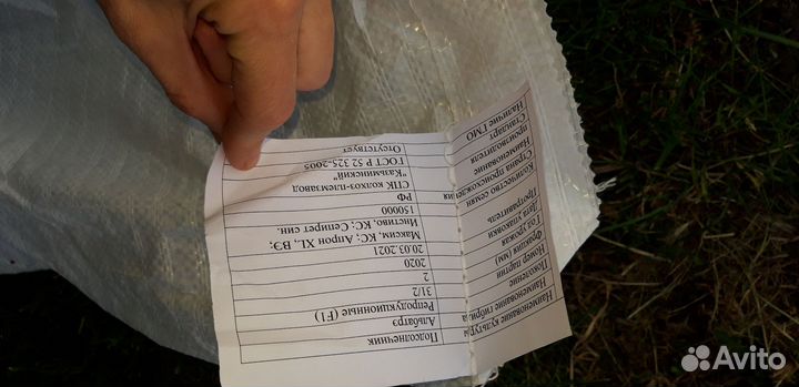 Семена подсолнечника