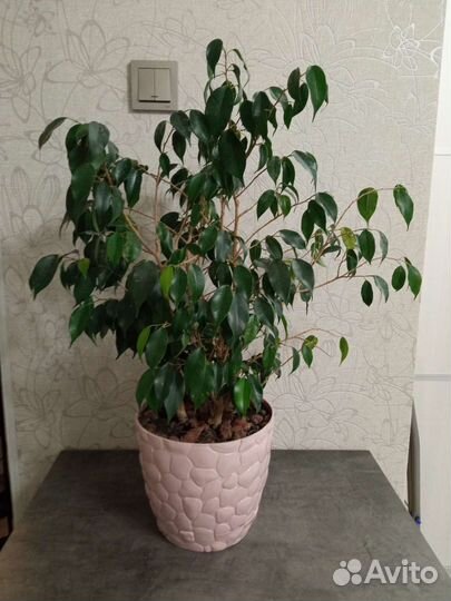 Фикус бенджамина