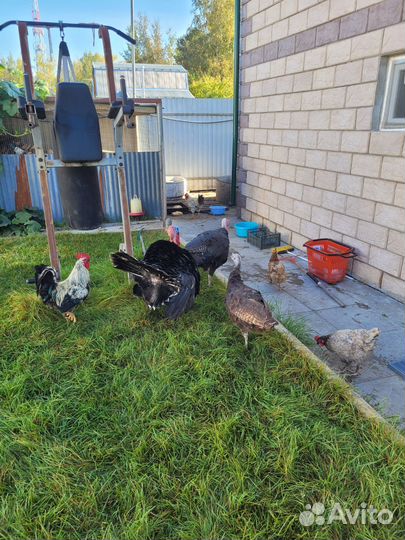 Индюки домашние