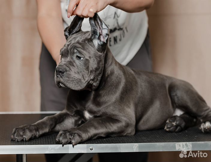 Кане Корсо щенок мальчик