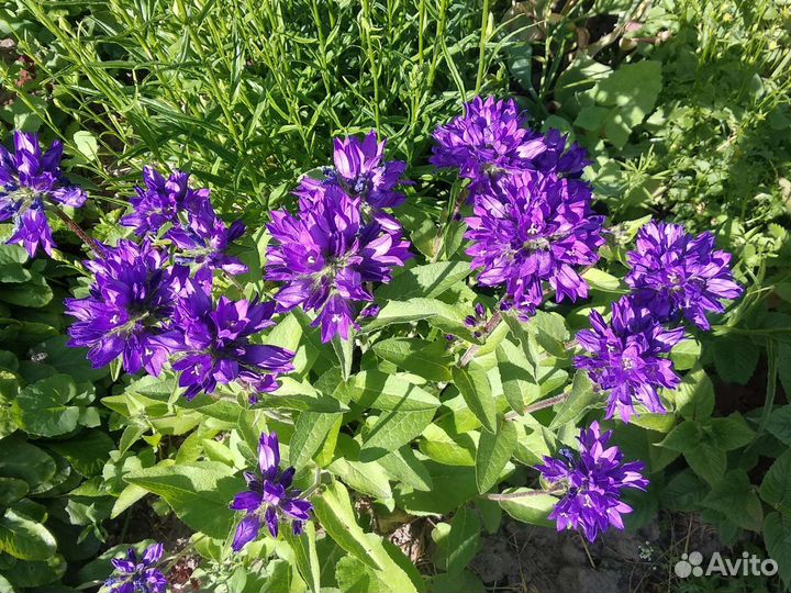 Колокольчик скученный