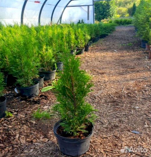 Туя от питомника