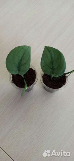 Сциндапсусы и эпипремнумы