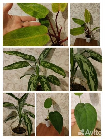 Комнатные цветы красивые растения