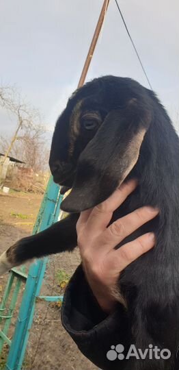 Англо нубийские козы