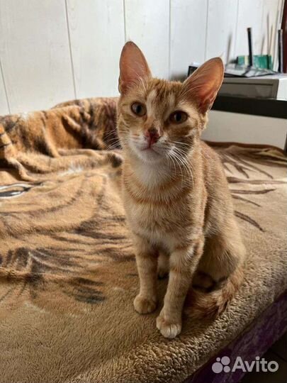 Кошечка в дар