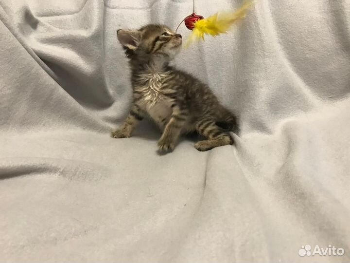 Клепочка ищет семью