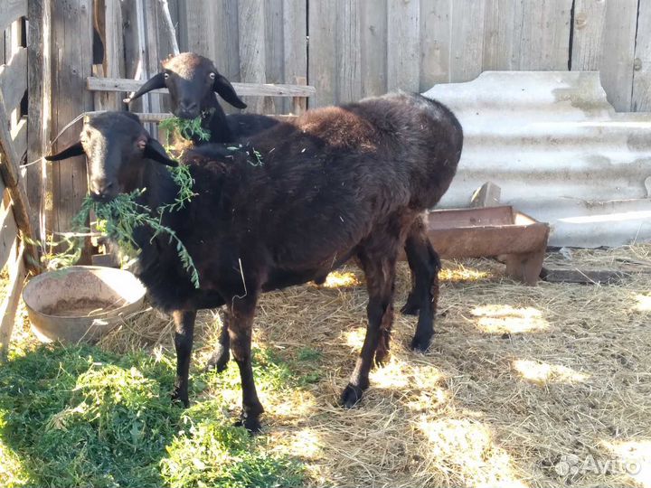 Племенные бараны