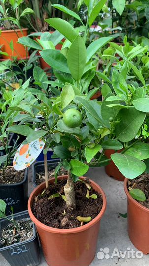 Цитрусы, мандарины, апельсин, лимоны